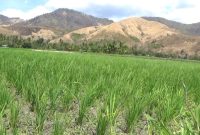 Kondisi tanaman padi di Desa Reroroja Kecamatan Magepanda, Rabu (5/9);