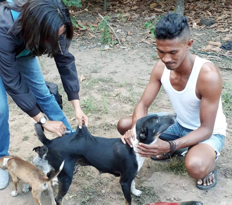 Petugas kesehatan sedang mrelakukan vaksinasi terhadap anjing;