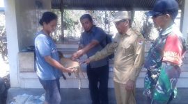Petugas kesehatan hewan sedang melakukan vaksinasi rabies di Dusun Wairhubing Desa Watuliwung disaksikan Camat Kangae Marthen Luther Adji dan Babinsa Kewapante Basilio Pinto, Senin (15/10)