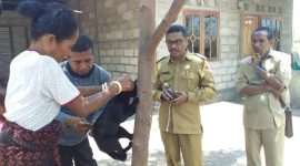 Camat Kangae Marthen Luther Adji menyaksikan vaksinasi kepada seekor kucing di Dusun Wairhubing Desa Watuliwung, Selasa (16/10)