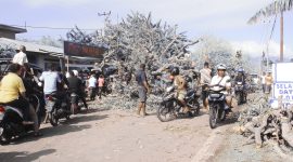 Pohon mangga tumbang menutup seluruh badan jalan, Minggu (2/12) di Desa Tanaduen Kecamatan Kewapante Kabupaten Sikka