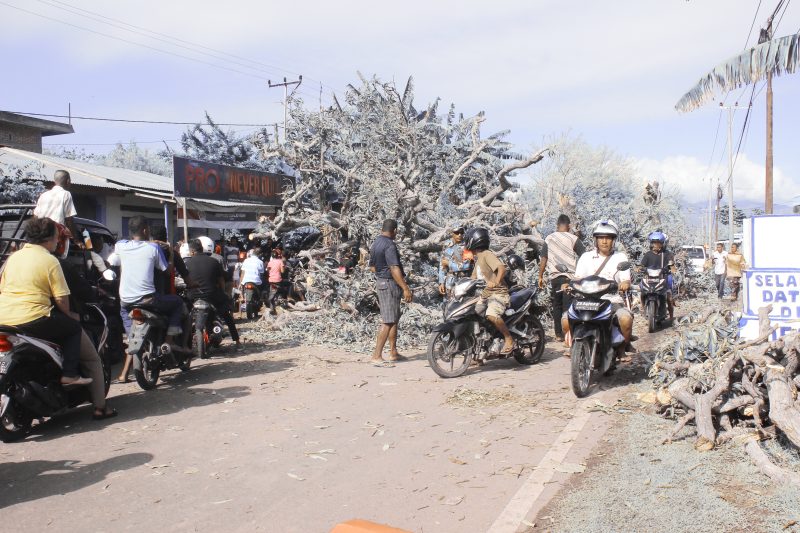 Pohon mangga tumbang menutup seluruh badan jalan, Minggu (2/12) di Desa Tanaduen Kecamatan Kewapante Kabupaten Sikka