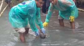Tim Identifikasi Polres Sikka menevakuasi bayi malang yang ditemukan meninggal di Sungai Ekalter, Sabtu (23/3)