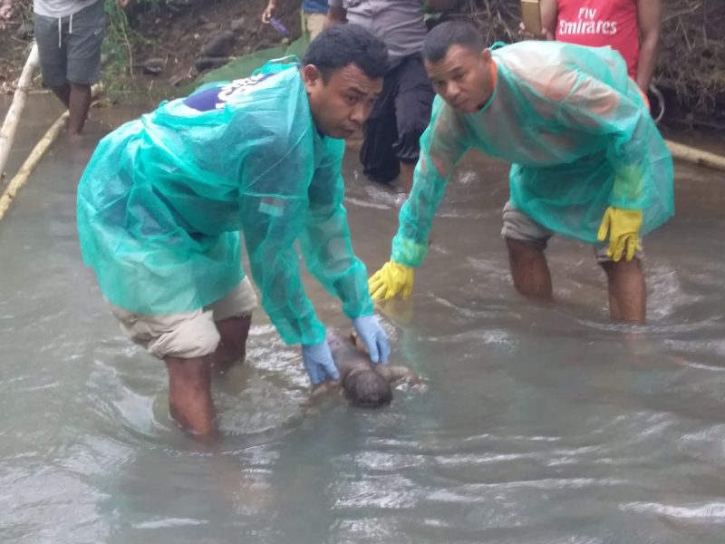 Tim Identifikasi Polres Sikka menevakuasi bayi malang yang ditemukan meninggal di Sungai Ekalter, Sabtu (23/3)