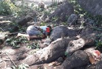 Posisi korban saat terjatuh dari pohon dompet di Kampung Hebing Dusun Hebing Desa Hebing Kecamatan Mapitara, Jumat (29/3)
