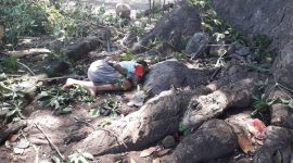 Posisi korban saat terjatuh dari pohon dompet di Kampung Hebing Dusun Hebing Desa Hebing Kecamatan Mapitara, Jumat (29/3)