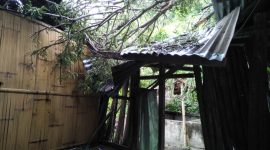 Rumah warga di Watutedang Kecamatan Lela Kabupaten Sikka tertimpa pohin tumbang akibat hujan disertai angin kencang, Minggu (10/3)
