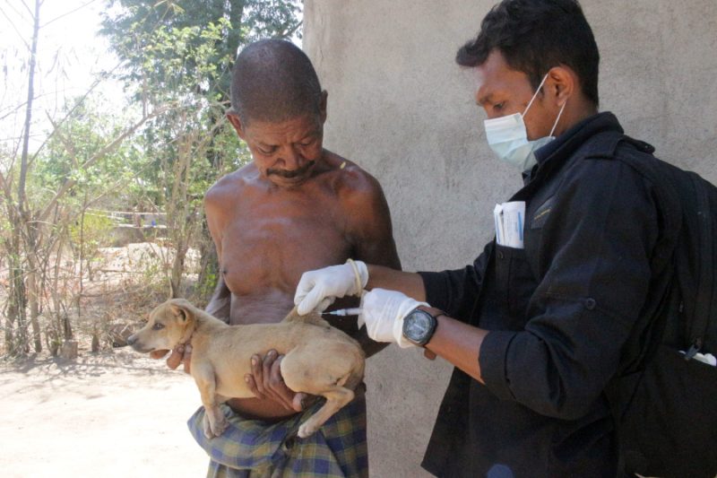 Petugas seang melakukan vaksinasi kepada anjing