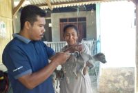 Kegiatan vaksinasi rabies di Kecamatan Waigete beberapa waktu lalu
