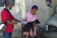 Kegiatan vaksinasi hewan penyebar rabies di Kecamatan Waigete