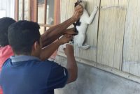 Vaksinasi kucing di Desa Egon Kecamatan Waigete beberapa waktu lalu
