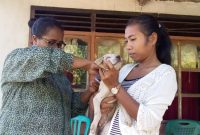 Petugas kesehatan hewan sedang melakukan vaksinasi hewan penyebar rabies di Desa Egon Kecamatan Waigete Kabupaten Sikka, Kamis (18/7)