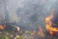 Warga membakar hutan pepohonan yang terletak di dekat Jalan Trans Maumere-Magepanda, Selasa (23/7)