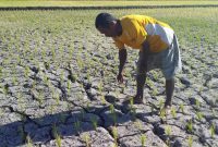 Geradus Tuju sedang berada di petak sawah yang kering di Dusun Kolisia, Selasa (23/7)