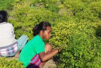 Vivin Susana Weti, pelajar Kelas 2 SMPN Reroroja sedang berada di areal sawah orangtuanya di Dusun Kolisoro Kecamatan Magepanda