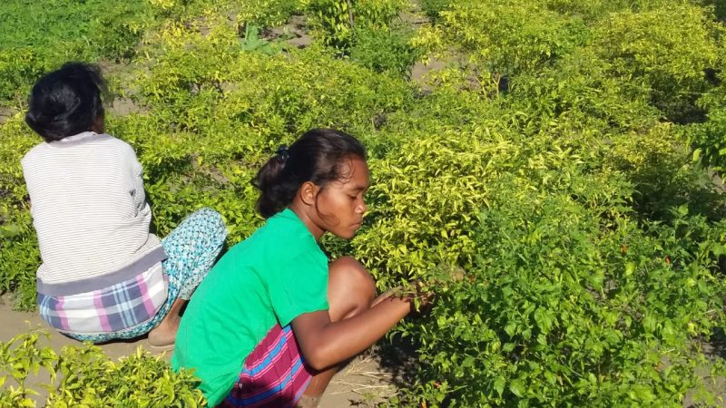 Vivin Susana Weti, pelajar Kelas 2 SMPN Reroroja sedang berada di areal sawah orangtuanya di Dusun Kolisoro Kecamatan Magepanda
