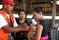 Kegiatan vaksinasi anjing di sebuah daerah