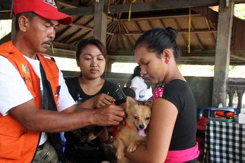 Kegiatan vaksinasi anjing di sebuah daerah