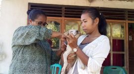 Vaksinasi hewan penular rabies di Kabupaten Sikka beberapa waktu lalu