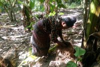 Seorang warga di Dusun Baolelet sedang mengambil air dari batang pisang untuk dikonsumsi, Sabtu (10/8)