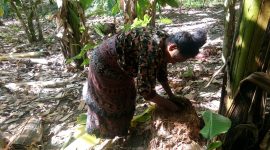 Seorang warga di Dusun Baolelet sedang mengambil air dari batang pisang untuk dikonsumsi, Sabtu (10/8)