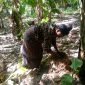 Seorang warga di Dusun Baolelet sedang mengambil air dari batang pisang untuk dikonsumsi, Sabtu (10/8)