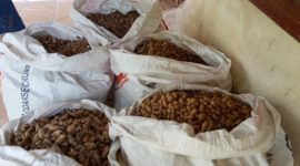 Benih kacang tanah tanpa label yang diisi di karung pakan ayam