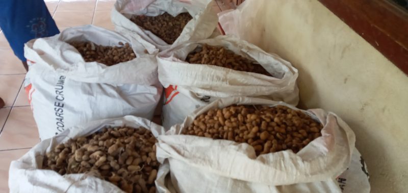 Benih kacang tanah tanpa label yang diisi di karung pakan ayam