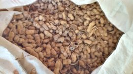 Benih kacang tanah yang disebut tidak berkualitas