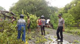 Pohon tumbang di Desa Egon, akibat hujan deras dan angin kencang, Sabtu (4/1) 