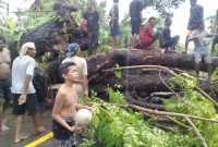 Suasana pohon tumbang di Desa Nangatobong, Kamis (23/1) petang