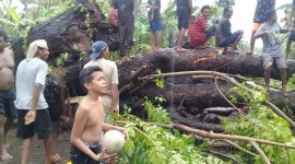 Suasana pohon tumbang di Desa Nangatobong, Kamis (23/1) petang