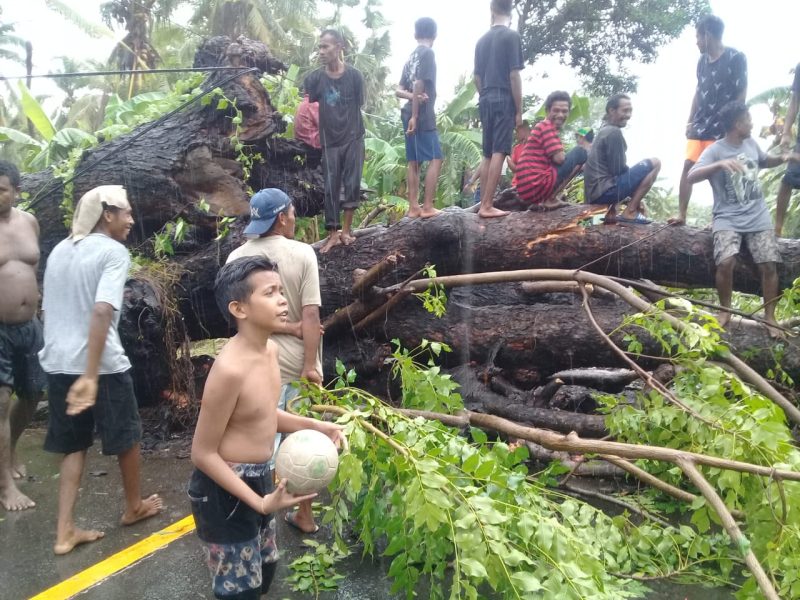 Suasana pohon tumbang di Desa Nangatobong, Kamis (23/1) petang