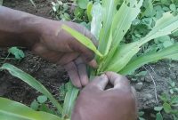 Hama ulat grayak menyerang tanaman jagung milik petani