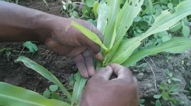 Hama ulat grayak menyerang tanaman jagung milik petani