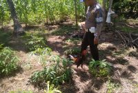 Polisi menggerebek arena sabung ayam di Mauloo, Rabu (26/2)