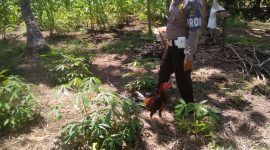 Polisi menggerebek arena sabung ayam di Mauloo, Rabu (26/2)