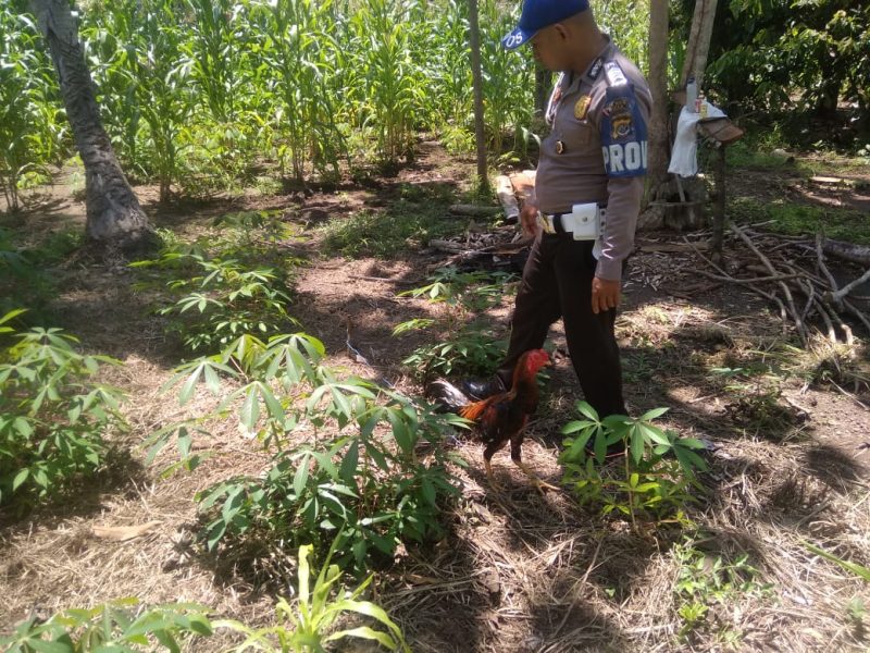 Polisi menggerebek arena sabung ayam di Mauloo, Rabu (26/2)