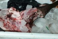 Daging babi segar yang diamankan Bidang Keswan dan Satpol PP, Minggu (1/3) dinihari