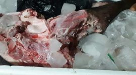 Daging babi segar yang diamankan Bidang Keswan dan Satpol PP, Minggu (1/3) dinihari