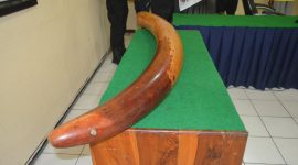 Barang bukti gading yang berhasil diamankan