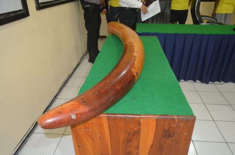 Barang bukti gading yang berhasil diamankan
