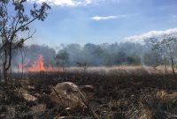 Suasana kebakaran pada hutan lindung di Desa Hoder Kecamatan Waigete, Selasa (14/7) (foto: istimewa)