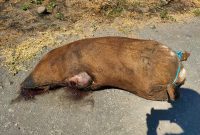 Kondisi babi mati yang dibuang di dekat Kantor Dinas Pertanian, Kamis (30/7) (foto: istimewa)