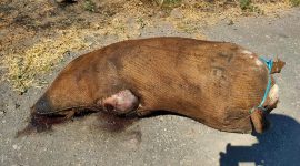 Kondisi babi mati yang dibuang di dekat Kantor Dinas Pertanian, Kamis (30/7) (foto: istimewa)