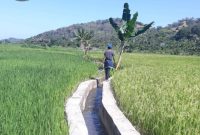 Jaringan irigasi di Kecamatan Paga (foto: istimewa)