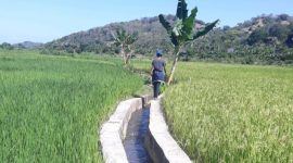 Jaringan irigasi di Kecamatan Paga (foto: istimewa)