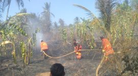 Petugas damkar memadamkan kahan kebun milik warga yang terbakar di Manubura, Sabtu (29/8) (foto: istimewa)