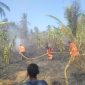 Petugas damkar memadamkan kahan kebun milik warga yang terbakar di Manubura, Sabtu (29/8) (foto: istimewa)