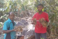 Inilah ubi hutan beracun hasil galian warga untuk dikonsumsi sebagai pengganti jagung dan beras, Selasa (8/9)